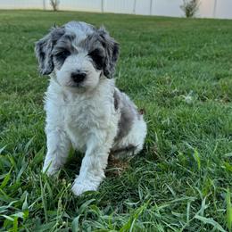 Junie - female Australian Mountain Doodle puppy in Sherrills Ford, North Carolina from Magnolia Grove Farms
