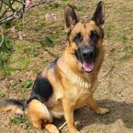 Heidi - German Shepherd