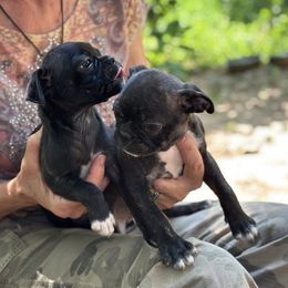 Pugs from Black Creek Farm