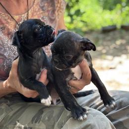 Pugs from Black Creek Farm