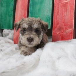 Miniature Schnauzer Puppies from Schnauzers on Robinson Lane