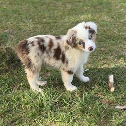 Scout - Red merle female Miniature Australian Shepherd puppy in Baker, Florida from East to Western Aussies