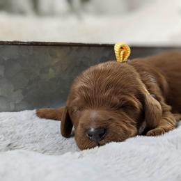 Cavapoo and Whoodle Puppies from Gardner Lane Puppies