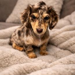 Girl 1 - Dapple female Dachshund puppy in Licking, Missouri from Bean Creek Dachshunds & Terriers