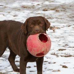 Labrador Retriever Puppies from Showtime Labradors