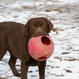 Labrador Retriever Puppies from Showtime Labradors