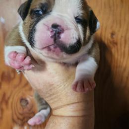 Male 1-Diesel - White and red male American Bulldog puppy in Xenia, Ohio from Bingham's Bulldogs LLC