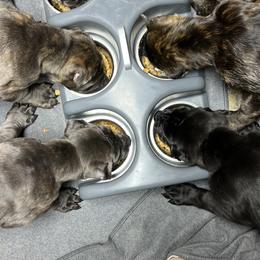 Cane Corso Puppies from Arcana Cane Corso