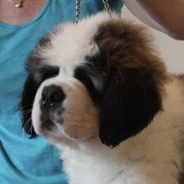 Saint Bernard Puppies from Thunder Keg St. Bernards