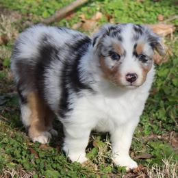 Natalie - Blue merle female Australian Shepherd puppy in Kansas, Oklahoma from Windy G Farm