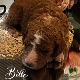 Belle - Red  Poodle puppy in Dayton, Texas from Wolfe Island Poodles