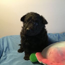 Mudi Puppies from Magik Mudi Kennel