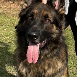 Diesel - German Shepherd