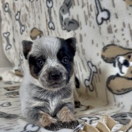 Hazel - Blue female Australian Cattle Dog puppy in Olive Hill, Kentucky from Tompkins Farm