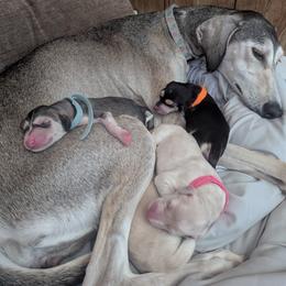 Saluki Puppies from Sahar Paz Salukis