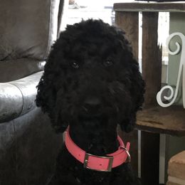 Dixie - Labradoodle