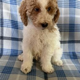 Toffee - Parti male Goldendoodle puppy in Clementon, New Jersey from Gilder's Goldendoodles