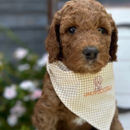 Yellow Collar Girl - Red  Goldendoodle puppy in Los Alamitos, California from Given Doodles