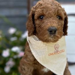 Yellow Collar Girl - Red  Goldendoodle puppy in Los Alamitos, California from Given Doodles