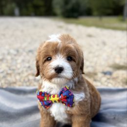 Casper - Apricot male Australian Labradoodle puppy in Calhoun, Louisiana from Arrowhead Australian Labradoodles