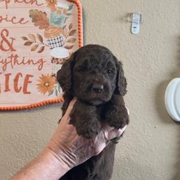 Purple collar - Chocolate female Goldendoodle puppy in Sanderson, Florida from Serenity Goldendoodles