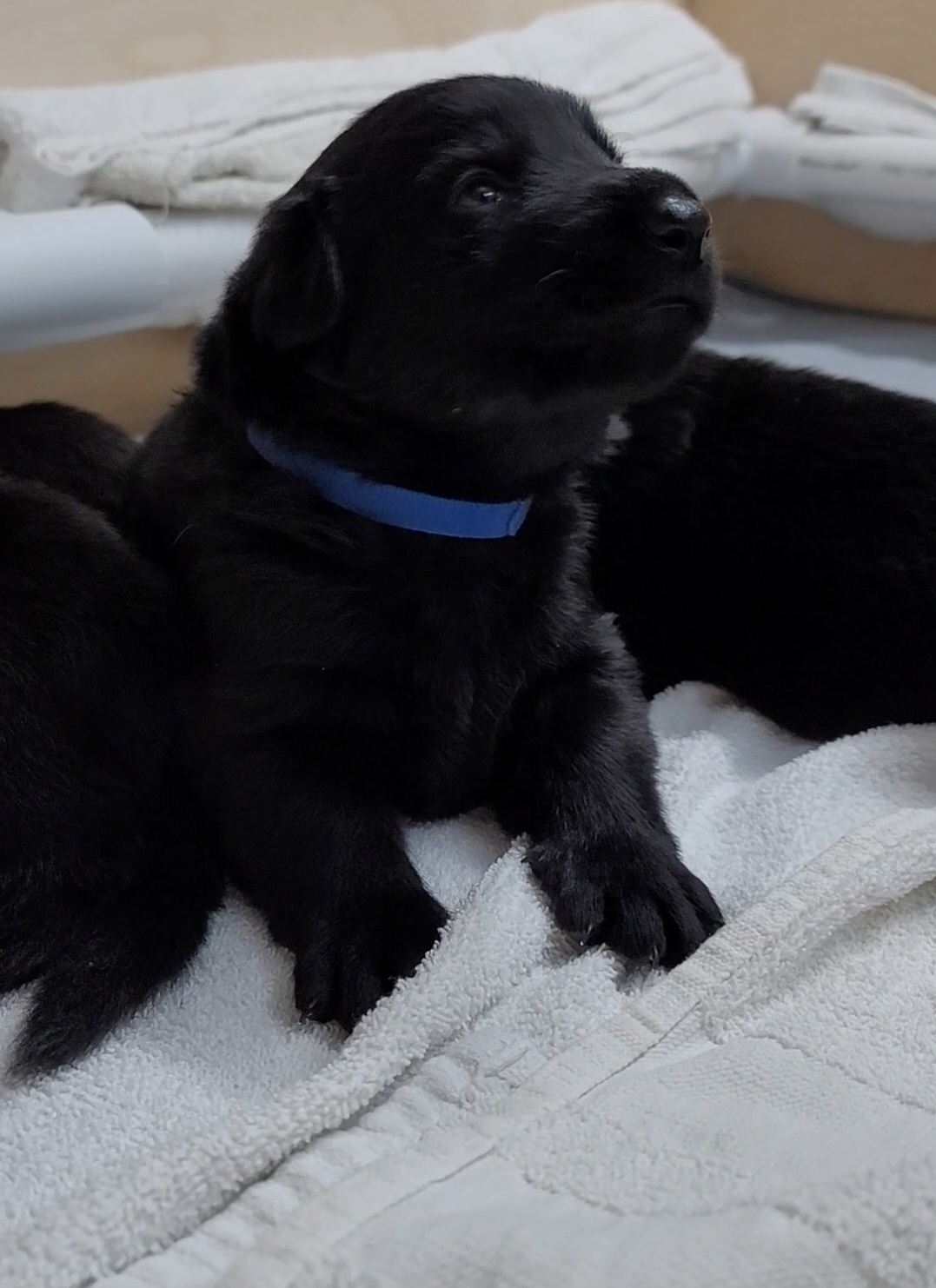 BLADE Dark blue collar - Black German Shepherd puppy in Bartlett, Tennessee from Vigilant Shepherds