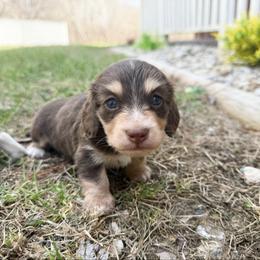 Cupcake - Chocolate and tan female Dachshund puppy in Wamego, Kansas from Doodles of Oz