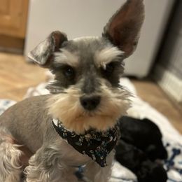 Hank-a-roo - Miniature Schnauzer