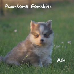 Ash - Blue male Pomsky puppy in Krum, Texas from Paw-Some Pomskies