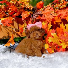 Girl 2 - female Cavapoo puppy in North Carolina from NC Doodle Puppies