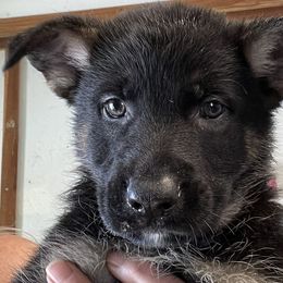 Multi Blue Collar - German Shepherd puppy in Bonne Terre, Missouri from Skaggs Shepherds