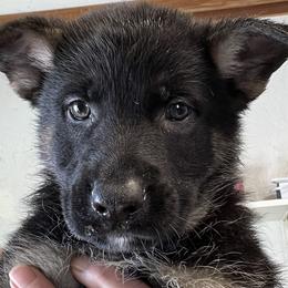 Multi Blue Collar - German Shepherd puppy in Bonne Terre, Missouri from Skaggs Shepherds
