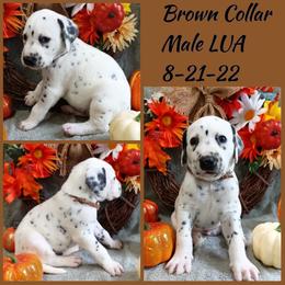 Brown Boy LUA - Dalmatian puppy from Mid-Michigan Dalmatians