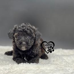 Buster - Black male Poodle puppy in Nashville, Arkansas from Cuddles n Curls