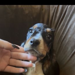 Girl 1 - Black brown and white female Basset Hound puppy in Letcher, Kentucky from Hackers Appalachian Basset Hounds