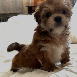 Lhasa Apso Puppies from Tibetan Tails