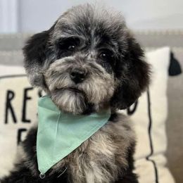 Bernedoodles and Goldendoodles from ATX Delightful Doodles