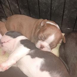 Aces - Tiny Red Boy - Red male Boston Terrier puppy in Hamilton, Montana from Reds Studio