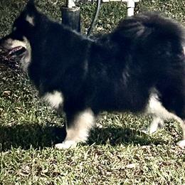Finnish Lapphund puppies from Espior Finnish Lapphunds