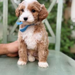 Reef  - Blue collar boy - Red  male Goldendoodle puppy in Ruthorfordton, North Carolina from Duncan Doodles Goldendoodles