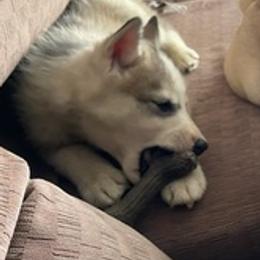 Pugs and Siberian Huskies from Jakes Lil Country Kennels
