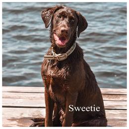 Sweetie - Labrador Retriever