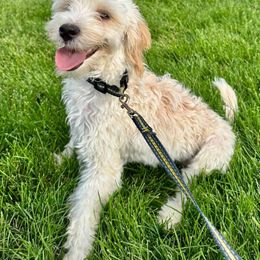 Milkshake - Cream female Double Doodle puppy in Middleton, Idaho from Krystle’s Premier Doodles
