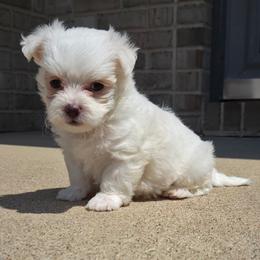 Saylor - White male Maltese puppy in Monticello, Iowa from Ashley’s Puppies