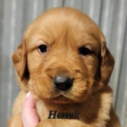 Hawk (Black Collar) - Dark golden male Golden Retriever puppy in Scurry, Texas from 07 Seven Oaks Goldens and Doodles