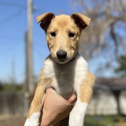 Helen - Collie puppy in Provo, Utah from Cor Collies
