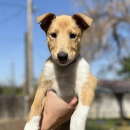 Helen - Collie puppy in Provo, Utah from Cor Collies
