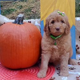 Girl 3 - Labradoodle puppy in Statesville, North Carolina from Labradoodles of the Foothills