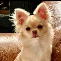 Bug - Chihuahua