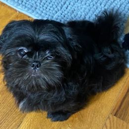 Shih Tzu puppies from Precious Shih Tzu’s 4 You!